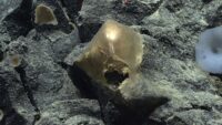 A ‘Golden Orb’ on the Ocean Floor Came From a Mysterious Animal